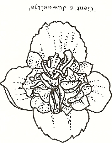 B. ‘Gent’s Juweeltje’